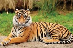 Rajasthan Alwar News:  Sariska में क्यों सहमे हैं Tiger | Sariska Tiger Reserve Area Rajasthan Alwar News:  Sariska में क्यों सहमे हैं Tiger | Sariska Tiger Reserve Area