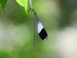 फलों पर मंडराने वाली फ्रूट फ्लाई क्यों है विज्ञान के लिए महत्वपूर्ण? छोटे से इस जीव में छिपे हैं इंसानों से जुड़े कई वैज्ञानिक रहस्य
