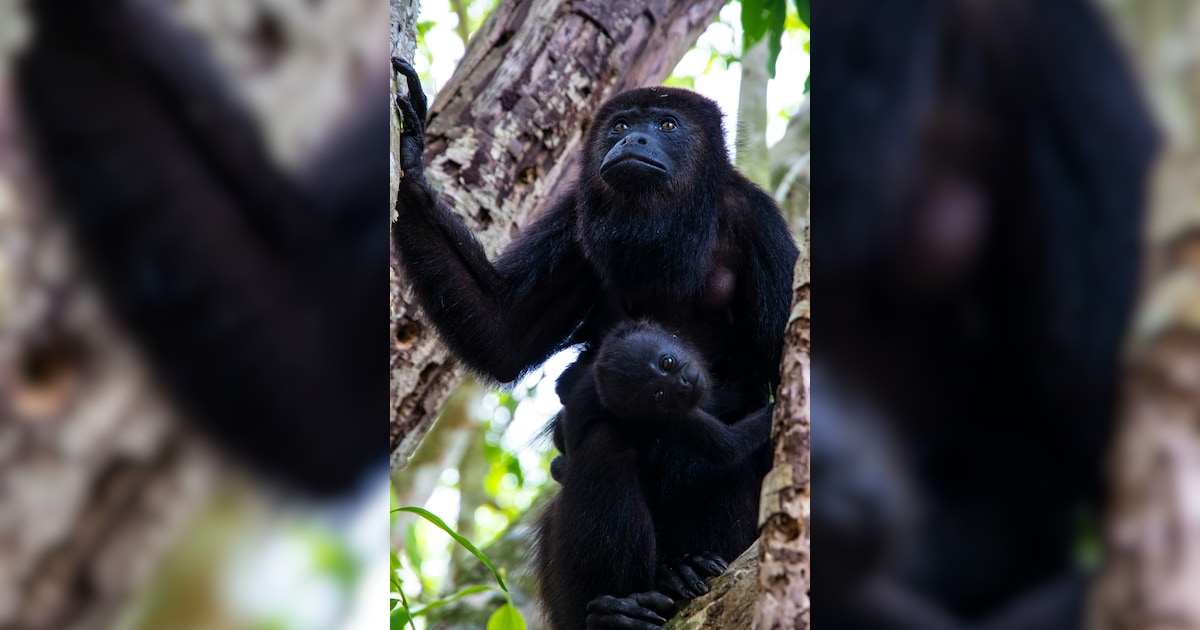 Why Do Howler Monkeys Scream?