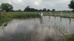 Rajasthan: बारिश से खेत में लबालब भरा पानी, करीब 2 हजार एकड़ फसल सड़ने के कगार पर