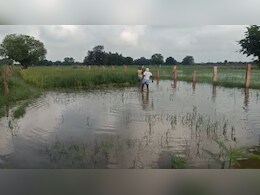 Rajasthan: बारिश से खेत में लबालब भरा पानी, करीब 2 हजार एकड़ फसल सड़ने के कगार पर