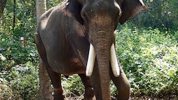 Elephant Which Fell Into Well In Kerala Rescued After 18 Hours