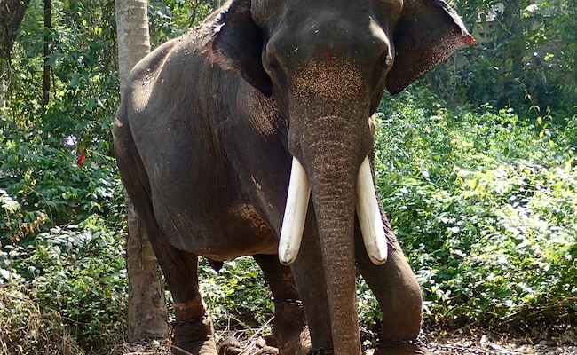 2 Sisters Trampled To Death By Wild Elephant While Sleeping In Odisha