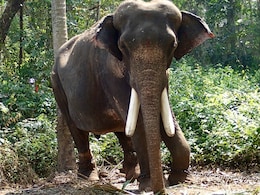 2 Sisters Trampled To Death By Wild Elephant While Sleeping In Odisha 2 Sisters Trampled To Death By Wild Elephant While Sleeping In Odisha
