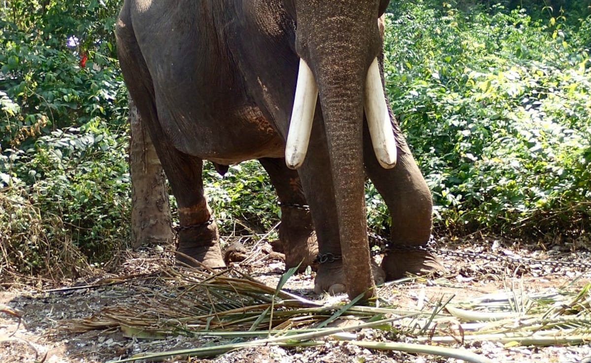 80-Year-Old Woman Trampled To Death By Elephant In UP