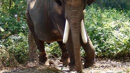 80-Year-Old Woman Trampled To Death By Elephant In UP