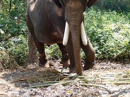 80-Year-Old Woman Trampled To Death By Elephant In UP