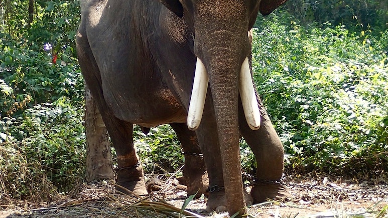 80-Year-Old Woman Trampled To Death By Elephant In UP
