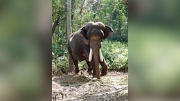 Wild Elephant Causes Chaos In Chhattisgarh, Kills Man, Damages Houses