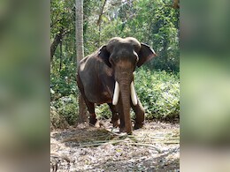 Wild Elephant Causes Chaos In Chhattisgarh, Kills Man, Damages Houses Wild Elephant Causes Chaos In Chhattisgarh, Kills Man, Damages Houses