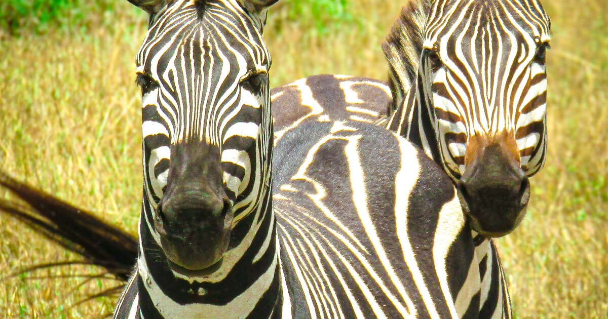 Fascinating Facts About Zebras