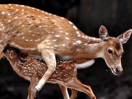 बाड़मेर के होटलों में हिरण के मांस की सप्लाई का मामला, 6 गिरफ्तार कई आरोपी फरार; ग्रामीणों का धरना खत्म 