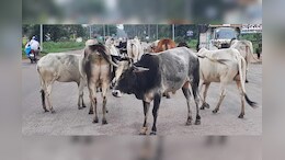 MP में कागजों में गौशाला चलाकर भ्रष्ट डकार रहे करोड़ों रुपये, सड़क हादसों में रोड पर जान गंवा रहीं हैं गौ माताएं