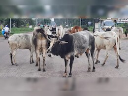 MP में कागजों में गौशाला चलाकर भ्रष्ट डकार रहे करोड़ों रुपये, सड़क हादसों में रोड पर जान गंवा रहीं हैं गौ माताएं