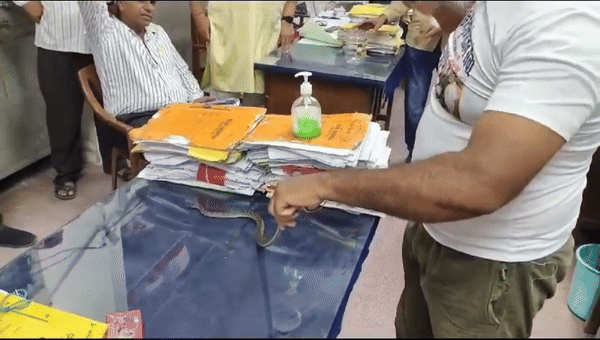 पीबीएम अस्पताल अधीक्षक के रूम में निकला सांप, स्नेक कैचर ने हाथ से पकड़ा; वीडियो आया सामने