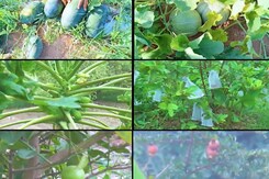 How Organic Farming Is Transforming Lives Of Farmers In Gujarat How Organic Farming Is Transforming Lives Of Farmers In Gujarat