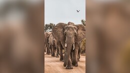 Elephant Day: 12 अगस्त को यहां आयोजित होगा विश्व हाथी दिवस, यह होंगे मुख्य अतिथि