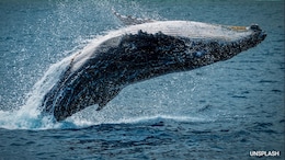 Thane Police Seize Whale Vomit Worth ₹6.2 Crore, Arrest 3 Smugglers