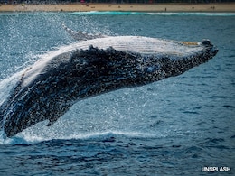 Thane Police Seize Whale Vomit Worth ₹6.2 Crore, Arrest 3 Smugglers