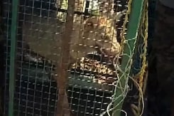 Forest Department Catches Wolf That Killed 8 People In Bahraich Forest Department Catches Wolf That Killed 8 People In Bahraich