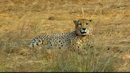 Cheetahs At Kuno Park To Be Released Into Wild This Month In Phases