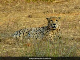 Cheetahs At Kuno Park To Be Released Into Wild This Month In Phases Cheetahs At Kuno Park To Be Released Into Wild This Month In Phases