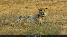 Namibian Male Cheetah Dies At Kuno National Park In Madhya Pradesh