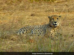 Namibian Male Cheetah Dies At Kuno National Park In Madhya Pradesh Namibian Male Cheetah Dies At Kuno National Park In Madhya Pradesh
