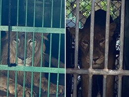 उदयपुर के सज्जनगढ़ बायोलॉजिकल पार्क में पहुंचा एशियाटिक लॉयन का जोड़ा, लॉयन सफारी में आएगा नजर उदयपुर के सज्जनगढ़ बायोलॉजिकल पार्क में पहुंचा एशियाटिक लॉयन का जोड़ा, लॉयन सफारी में आएगा नजर