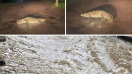 Bundi Rain and Flood: बूंदी की सड़कों पर दिखा सैलाब जैसा नजारा, मगरमच्छ भी टहलते आया नजर