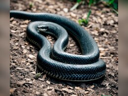 एकाच कुटुंबातील चौघांना सर्पदंश, 3 सख्ख्या बहिणींचा मृत्यू