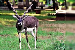 विश्नोई समाज का सवाल, कौन है काले हिरणों की मौत का जिम्मेदार?