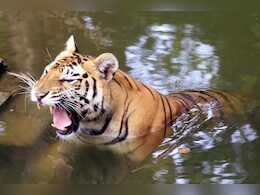 Rajasthan: रणथंभौर नेशनल पार्क के पास टाइगर का आतंक, दो सगे भाइयों पर किया अटैक