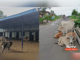 CG News: अंबिकापुर में निगम प्रशासन एक्टिव, क्या गोवंशों के जमावड़े से मुक्त हो पाएंगी सड़कें?