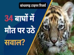 NDTV की खबर का असर, बांधवगढ़ टाइगर रिजर्व में बाघों की मौत के मामले में कई अधिकारियों को नोटिस NDTV की खबर का असर, बांधवगढ़ टाइगर रिजर्व में बाघों की मौत के मामले में कई अधिकारियों को नोटिस
