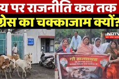 Cow Satyagraha In Chhattisgarh : गाय पर Politics कब तक Congress का चक्का जाम क्यों