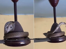 घर के सीलिंग फैन पर कुंडली मारकर फन फैलाए बैठ गया किंग कोबरा, ऊपर नजर पड़ते ही घरवालों के फूल गए हाथ पैर घर के सीलिंग फैन पर कुंडली मारकर फन फैलाए बैठ गया किंग कोबरा, ऊपर नजर पड़ते ही घरवालों के फूल गए हाथ पैर