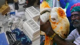 Rajasthan News: घर में नकली नोट छाप कर भेड़-बकरी खरीदते थे बाप-बेटे,&nbsp;जयपुर पुलिस ने 85 लाख की फर्जी करेंसी की बरामद