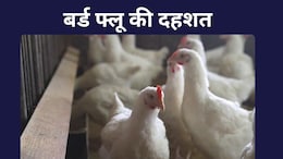 बर्ड फ्लू का प्रकोप: बिलासपुर में 4400 मुर्गियों की मौत से सनसनी, 10 किमी का इलाका बना सर्विलांस जोन