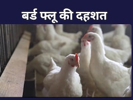 बर्ड फ्लू का प्रकोप: बिलासपुर में 4400 मुर्गियों की मौत से सनसनी, 10 किमी का इलाका बना सर्विलांस जोन