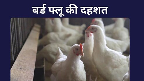 बर्ड फ्लू का प्रकोप: बिलासपुर में 4400 मुर्गियों की मौत से सनसनी, 10 किमी का इलाका बना सर्विलांस जोन