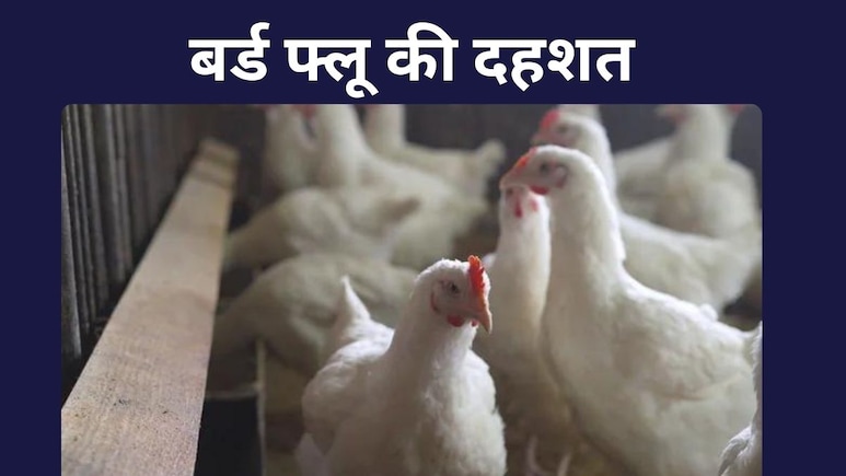 बर्ड फ्लू का प्रकोप: बिलासपुर में 4400 मुर्गियों की मौत से सनसनी, 10 किमी का इलाका बना सर्विलांस जोन