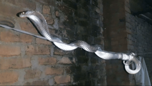 Watch video: कबूतरों के अंडों का शिकार करने आया था कोबरा, धरती और आसमान के बीच लगा झूलने