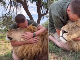 जंगल के राजा को शख्स ने बड़े प्यार से किया Kiss, फिर शेर को गले लगाकर खूब किया दुलार, वायरल Video देख कांप जाएगी रूह जंगल के राजा को शख्स ने बड़े प्यार से किया Kiss, फिर शेर को गले लगाकर खूब किया दुलार, वायरल Video देख कांप जाएगी रूह