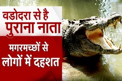 Vadodara Crocodile Video: अब तक 24 से ज्यादा Crocodile को किया गया Rescue, Vadodara में मगरमच्छ का आलम बरकरार Vadodara Crocodile Video: अब तक 24 से ज्यादा Crocodile को किया गया Rescue, Vadodara में मगरमच्छ का आलम बरकरार