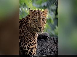 Wildlife Photographer Captures Leopard With Different-Coloured Eyes In Bandipur Wildlife Photographer Captures Leopard With Different-Coloured Eyes In Bandipur