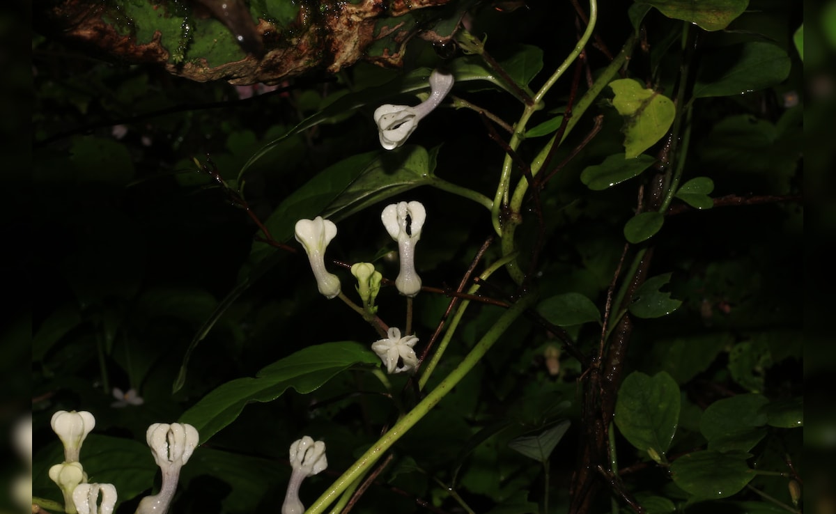 Latest and Breaking News on NDTV Latest and Breaking News on NDTV