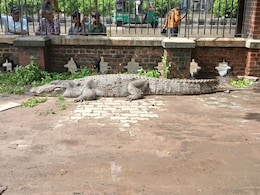 Crocodiles On Roof, In College: Vadodara Fighting Not Just Floods After Rain