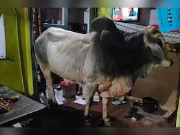 Viral Video: बीच सड़क पर 2 सांडों की भयंकर लड़ाई, सीढ़ियों से चढ़कर छत पर बने कमरे में जा घुसा आवारा सांड