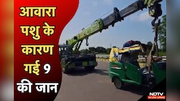 सरकार के ऐलान के बाद भी नहीं बदले हालात, खजुराहो में आवारा पशु की वजह से सड़क हादसे में 9 की मौत